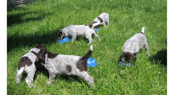 Bourse aux chiots Saillies Naissances